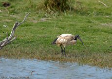 Molukkenibis (3 von 5).jpg